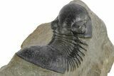 Large, Paralejurus Trilobite Fossil - Atchana, Morocco #347283-5